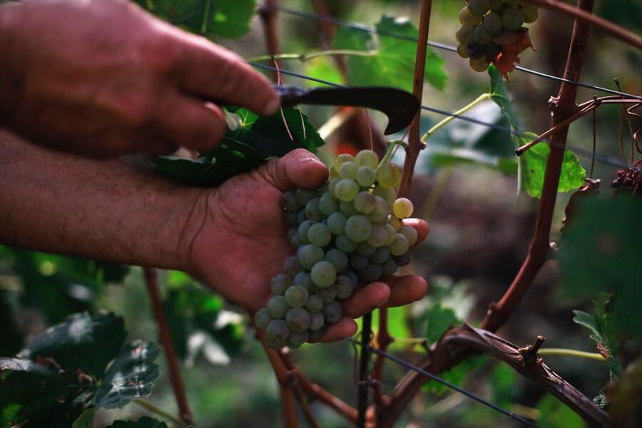 Ischia: Vineyard Tour & Wine Tasting Experience w/ Transfers - The vineyard setting and Mediterranean views