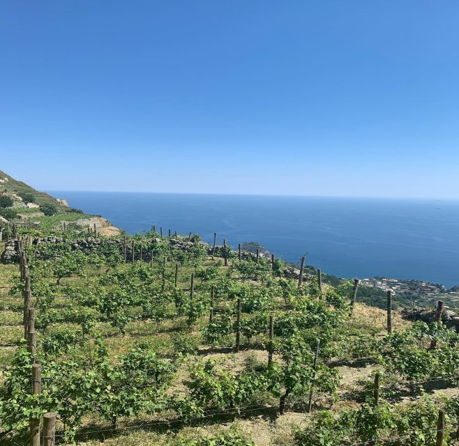 Ischia: Vineyard Tour & Wine Tasting Experience w/ Transfers - Salumi, cheeses, and the practical value of the pairing