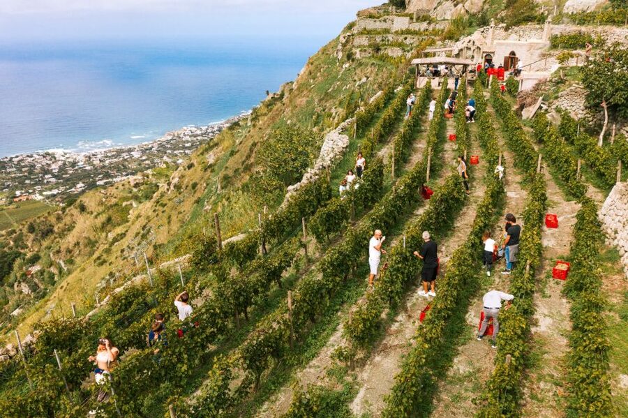 Ischia: Vineyard Tour & Wine Tasting Experience w/ Transfers - Is $146.14 a fair price?