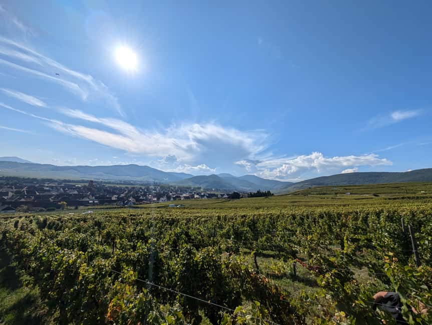 Kaysersberg Vineyard Discover the vineyard and wine, Domaine Meyer-Krumb - The Vineyard Garden: 20 minutes among the vines