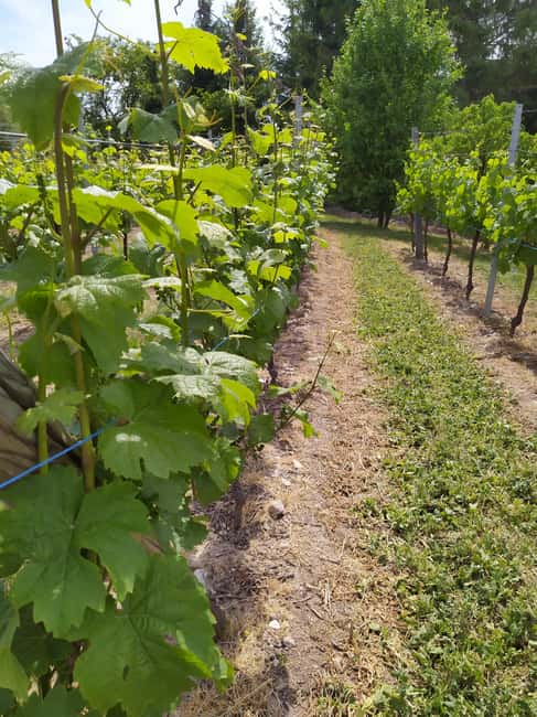 Kaysersberg Vineyard Discover the vineyard and wine, Domaine Meyer-Krumb - Who will enjoy this tour most?