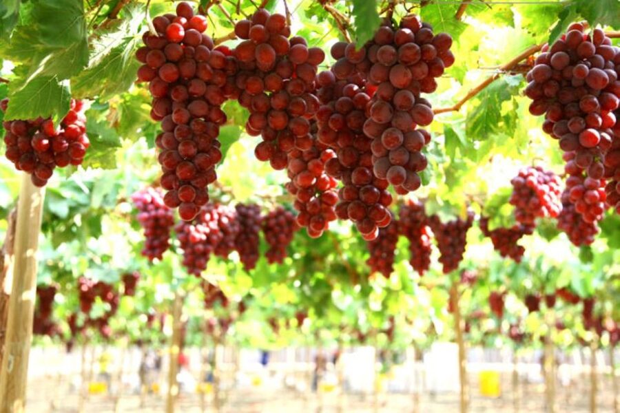 Kefalonia: Private Wine Tasting with Vineyard Tour - Three wineries, three views of Kefalonian wine