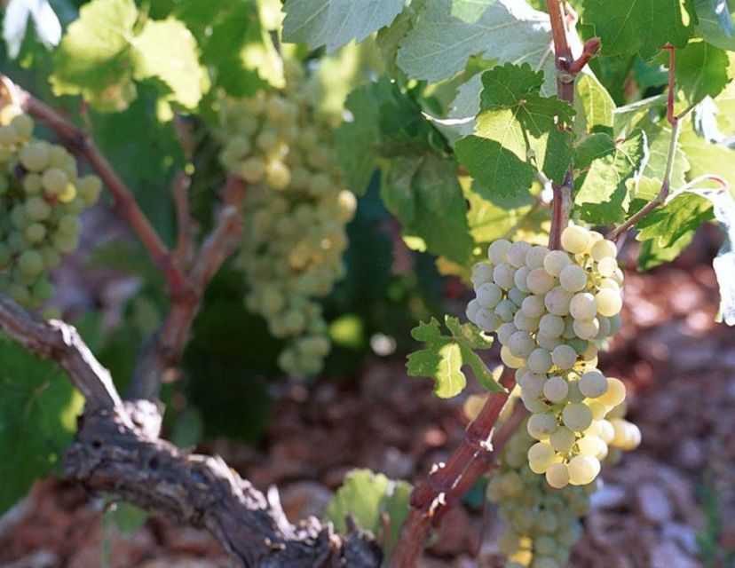 Kefalonia: Private Wine Tasting with Vineyard Tour - What the tasting and cellar visits are really like