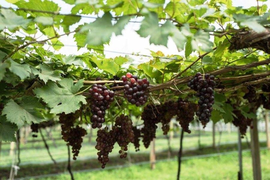 Khao Yai Vineyard Tasting Tour & Horse Farm Visit - Should you book the Khao Yai winery and horse farm tour?