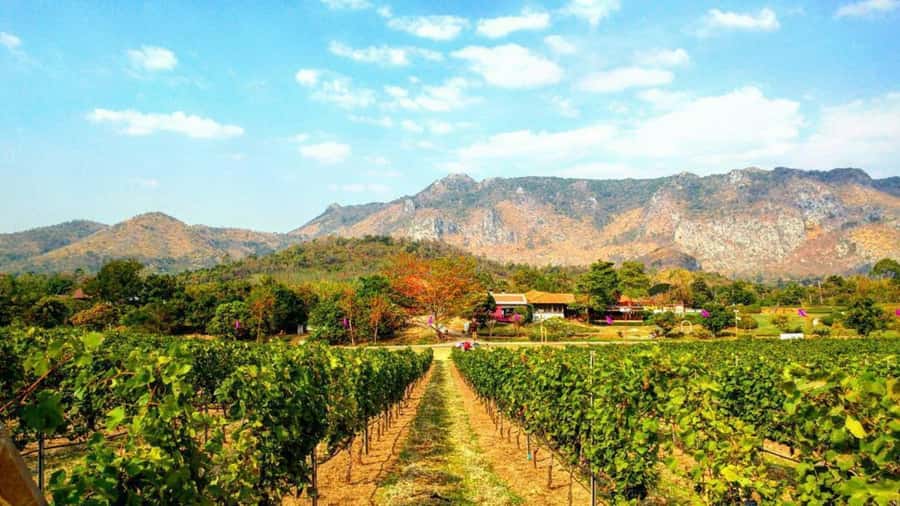 Khao Yai Vineyard Tasting Tour & Horse Farm Visit - Tasting Thai wines in a warm climate