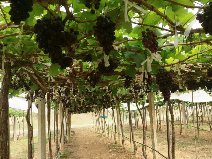 Khao Yai Vineyard Tasting Tour & Horse Farm Visit - Lunch at The Great Hornbill Restaurant