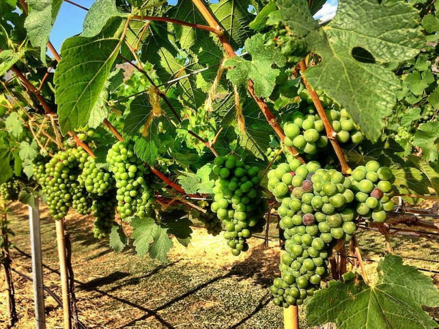 Khao Yai Vineyard Tasting Tour & Horse Farm Visit - What the horse farm really offers