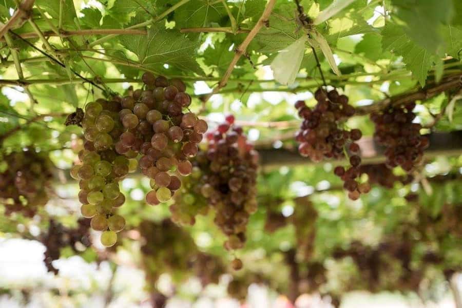 Khao Yai Vineyard Tasting Tour & Horse Farm Visit - Clothing, safety, and physical limits