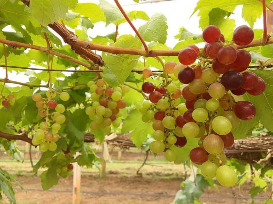 Khao Yai Vineyard Tasting Tour & Horse Farm Visit - Is $189 per person a fair price?