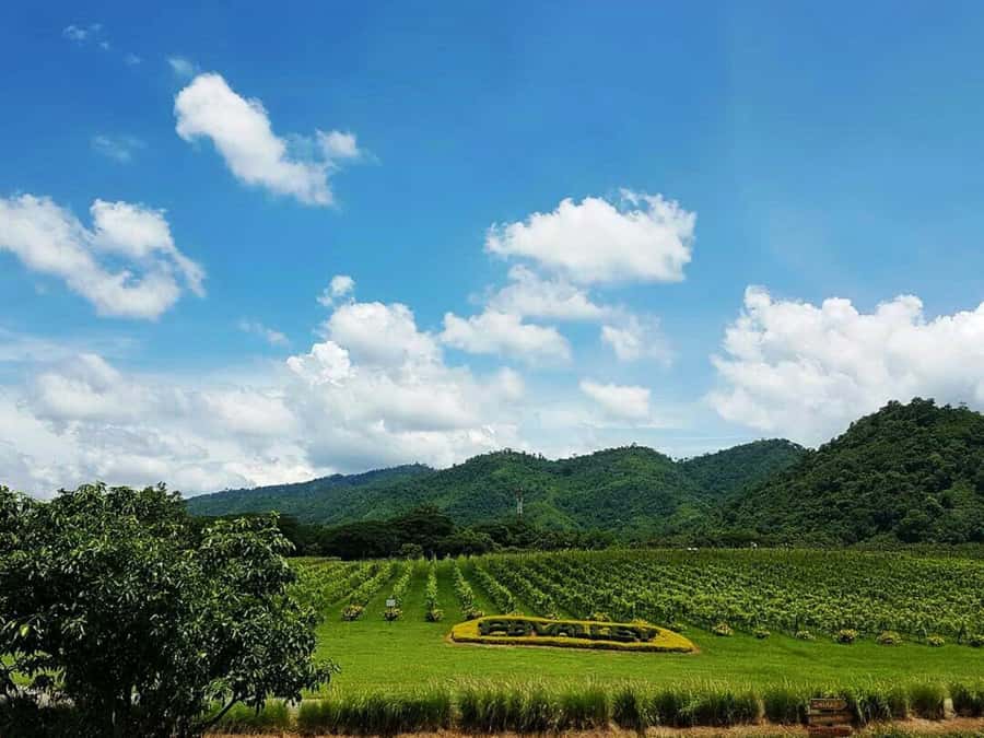 Khao Yai Vineyard Tasting Tour & Horse Farm Visit - PB Valley’s tram ride and vineyard views