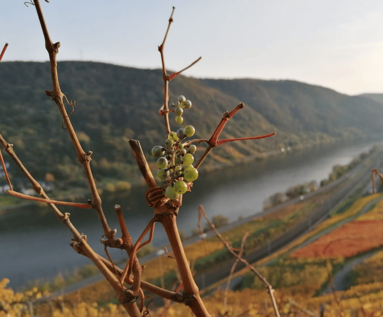 Koblenz: The Living Vineyard, Nature & Wine Enjoyment - Key points to know before booking