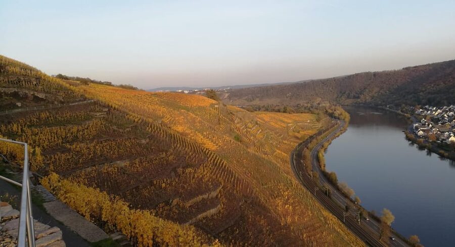 Koblenz: The Living Vineyard, Nature & Wine Enjoyment - Tasting three wines along the route