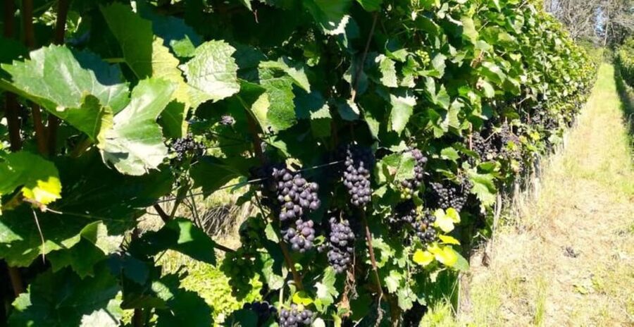 Koblenz: The Living Vineyard, Nature & Wine Enjoyment - The Moselle valley view and the walk back to Koblenz