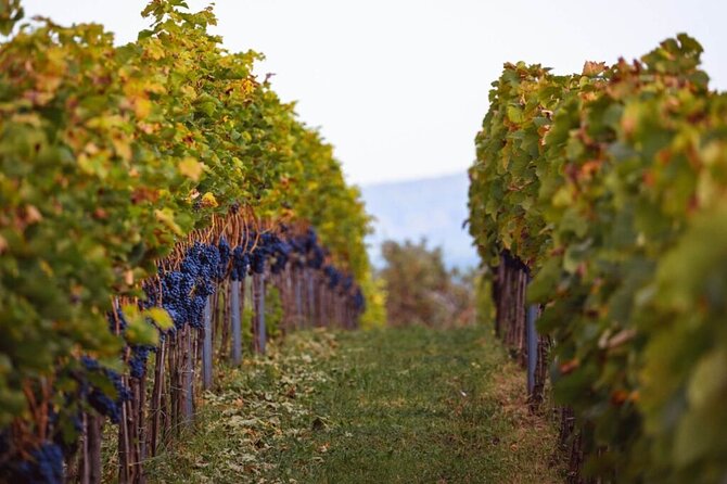 Krakow Vineyard Tour with Wine Tasting and Dinner - Is $106.47 a good value?