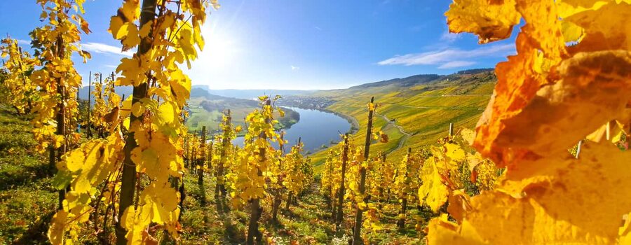 Kröv/Gut Hermes: Wine tour & tasting through vineyard, winery & champagne factory - Starting at the Cypress-Lined Courtyard