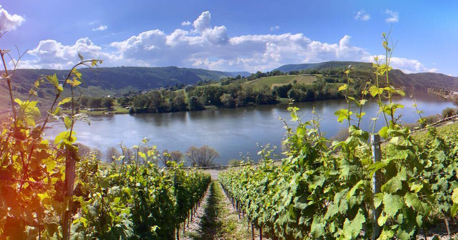 Kröv, Mosel: Covered wagon ride through the vineyards with wine tasting - A short rest with bread and dip
