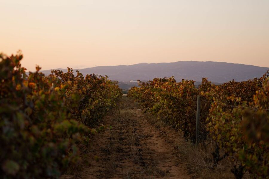 Lagoa: 2.5-Hour Vineyard Dinner with Winetasting - An Algarvian evening built around the table