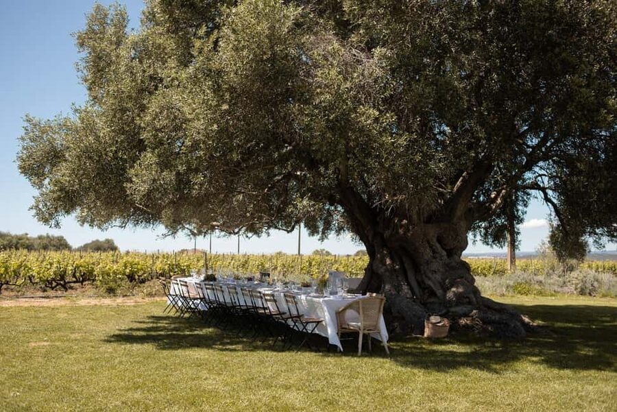 Lagoa: Vineyard Tour and Wine Tasting - What the estate story adds