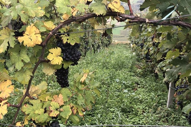 Lake Como & UNESCO Dry-stone Walls Vineyards - Why this day trip is different from a standard Lake Como outing