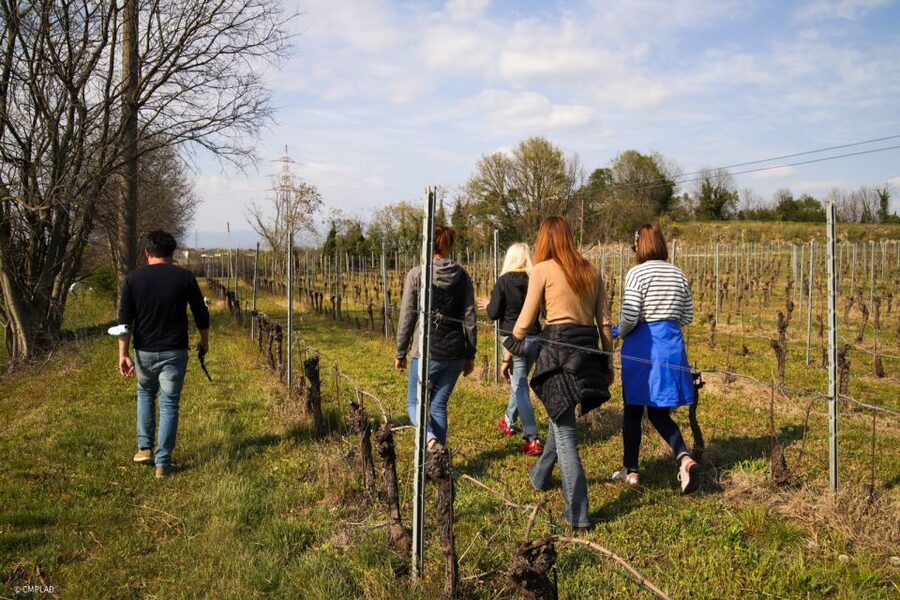 Lake Garda: Vineyard Tour and 6 wine Tasting - The price and what you receive