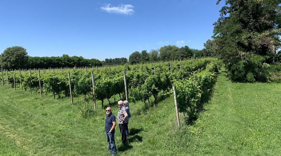 Lake Garda: Vineyard Tour and 6 wine Tasting - Who will enjoy this wine experience most?