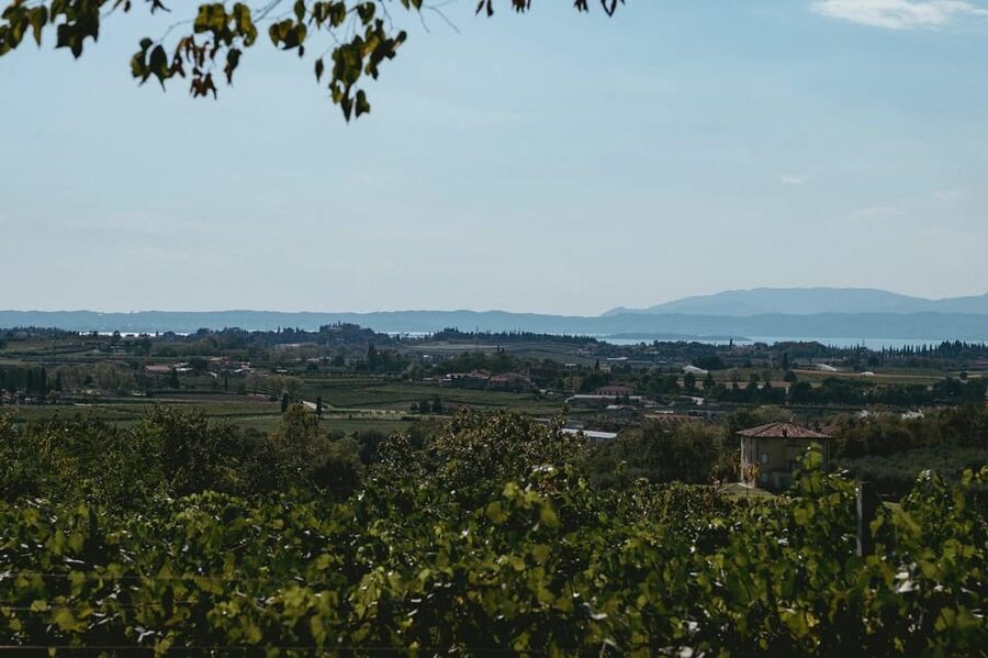 Lake Garda: Vineyard Tour and Tasting on the Hills - Starting at Località Rotti, 69/C