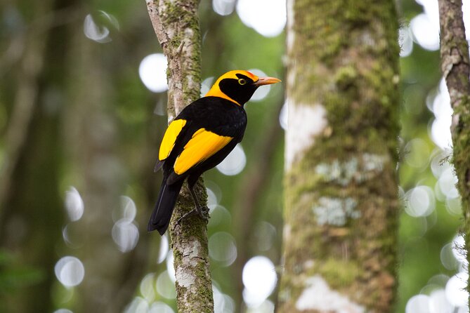 Lamington National Park, O'Reilly's & Vineyard Tour - Key points at a glance