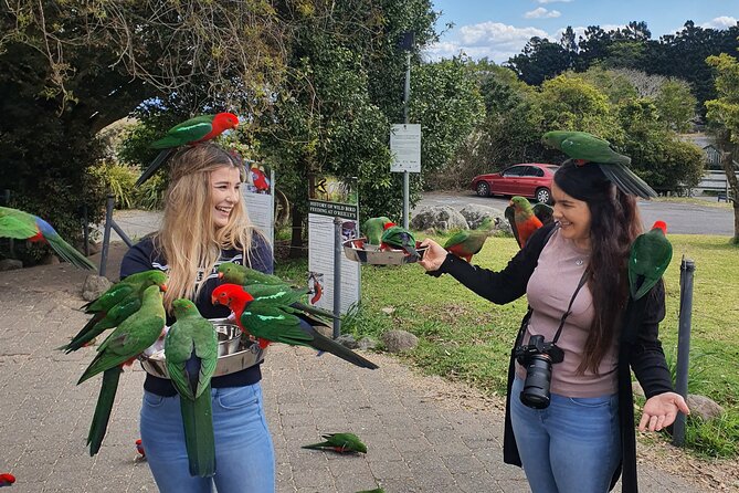 Lamington National Park, O'Reilly's & Vineyard Tour - Starting in Surfers Paradise at 9:00 am