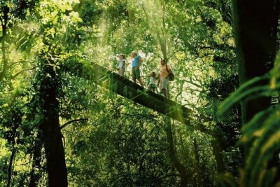 Lamington National Park, O’Reilly’s & Vineyard Tour