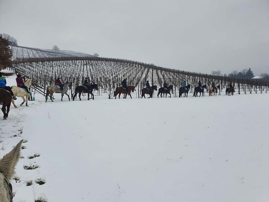 Langhe: Horse Riding in the Vineyards - Practical preparation for a smooth ride
