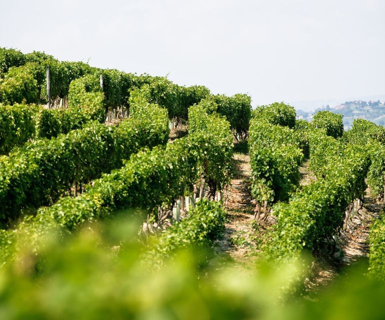 Langhe & Monferrato: Vineyard Tour and Wine Tasting - What Makes the Family Hosting Special