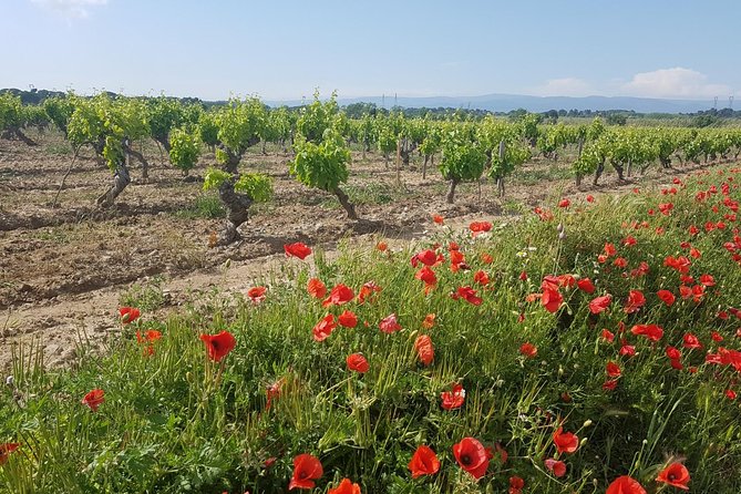 Languedoc Vineyard Tours - What the $150.60 Price Buys You