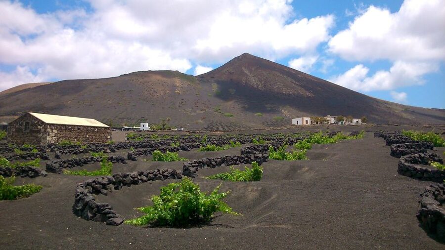 Lanzarote: La Geria Vineyards Hiking Tour - Why La Geria is more than a pretty vineyard
