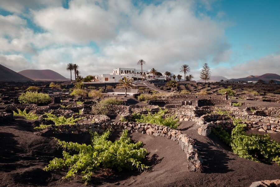 Lanzarote: Vineyard Tour with Wine and Chocolate Tasting - Is $28 good value?