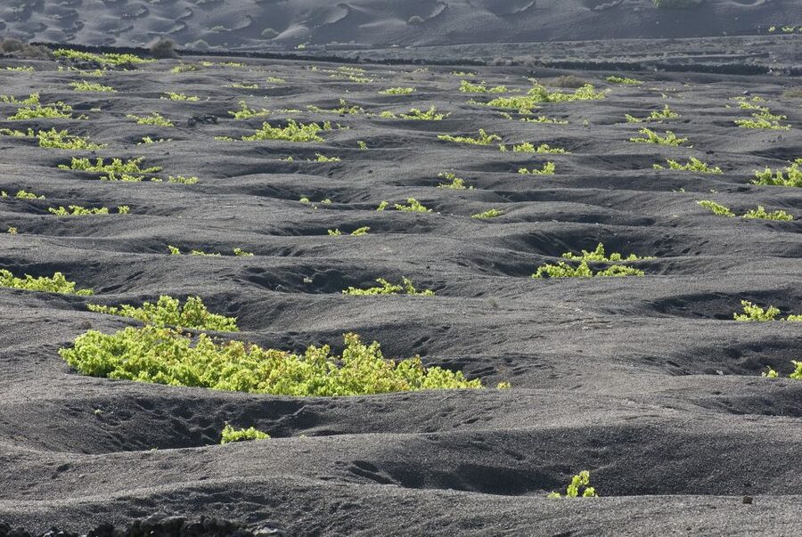 Lanzarote: Vineyard Tour with Wine and Chocolate Tasting - Getting to Finca Testeina