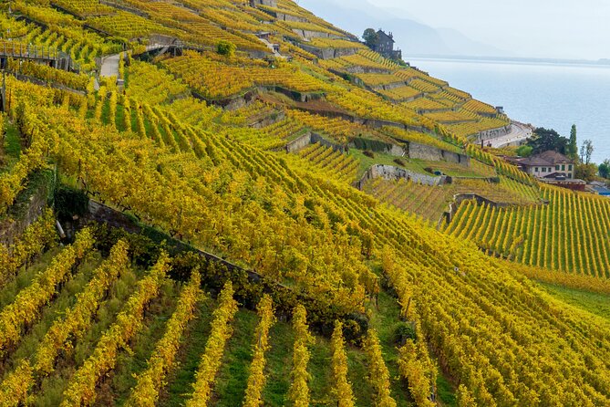 Lavaux Wine and Vineyard Experience with Boat Cruise - What makes this day special