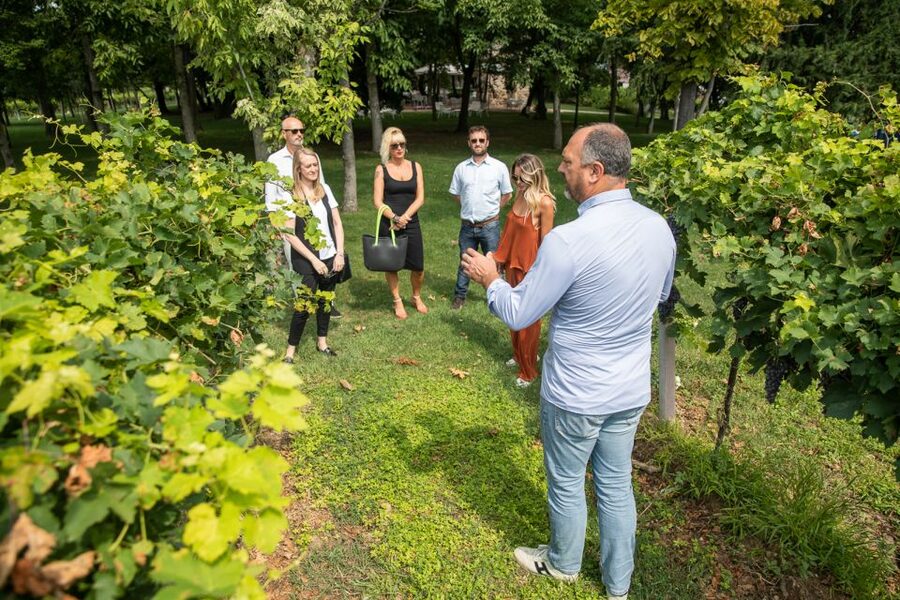 Lazise: Vineyard Tour and Organic Wine Tasting - Who should book this Lazise wine visit?