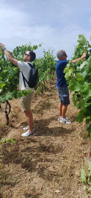 Lecce: Countryside Vineyard Walk & Wine Tasting - Three wines from the Valle della Cupa