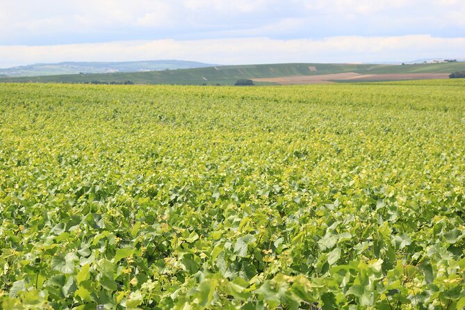 Let's take a walk in the vineyards - Key things to know before you go