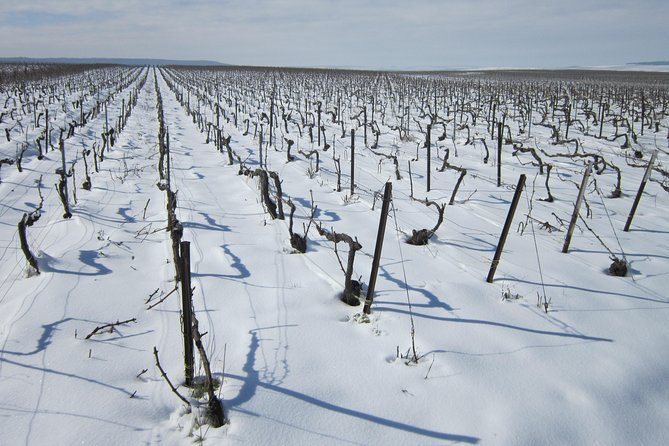 Let's take a walk in the vineyards - Starting at 35 Rue de la Libération