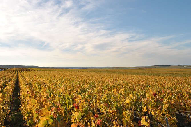 Let's take a walk in the vineyards - Tasting two champagnes and Champagne ratafia