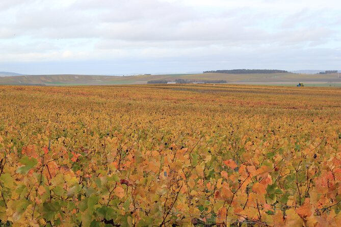 Let's take a walk in the vineyards - Weather, access, and booking details