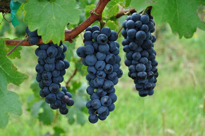 Local Vineyard Tour & Wine Tasting at the Independence Valley - Who will enjoy this outing most?