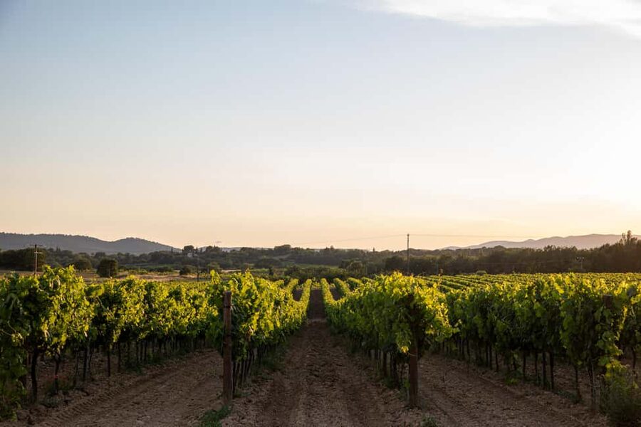 Luberon: Vineyard Tour and Wine Tasting - Reading the Luberon terroir