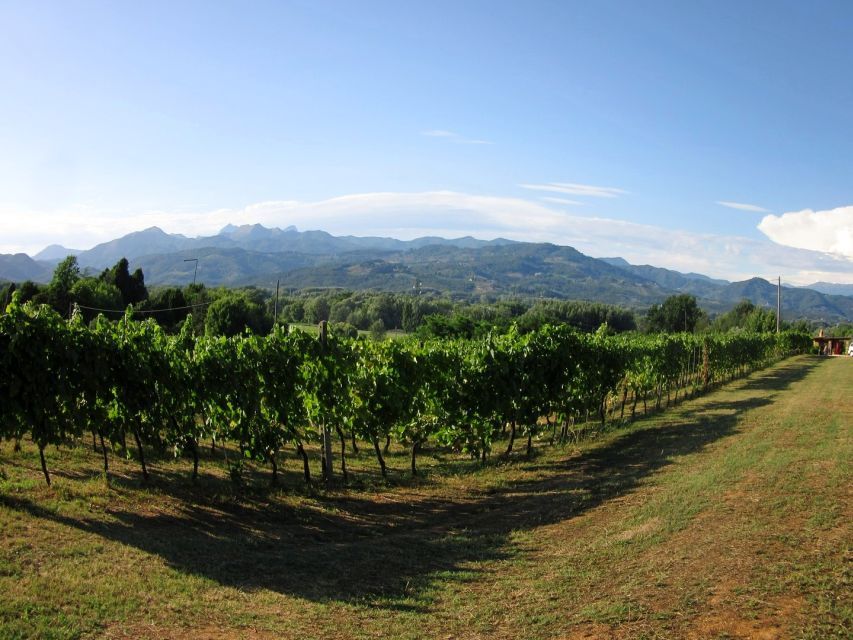Lucca: Picnic Lunch at a Vineyard by Bike - Should you book it?