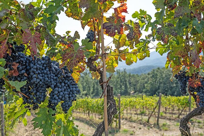 Lucca: self-guided bike tour + picnic in the vineyards - E-Bikes, Trekking Bikes, and Rider Requirements