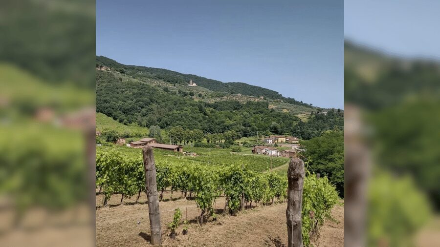 Lucca: Vineyard Paint & Sip at Tenuta Adamo Winery - The people and the relaxed atmosphere