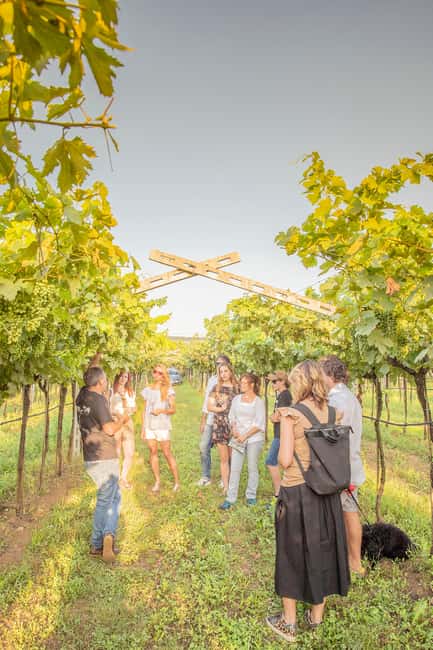 LUNCH IN VERONA: LIGHT LUNCH AMONG THE VINEYARDS AND IN THE WINERY - Key points at a glance