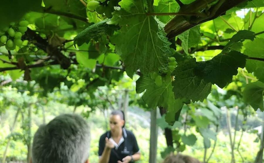 Madeira: Vineyard Tour w/ Wine Tasting & Skywalk - What $86 buys you