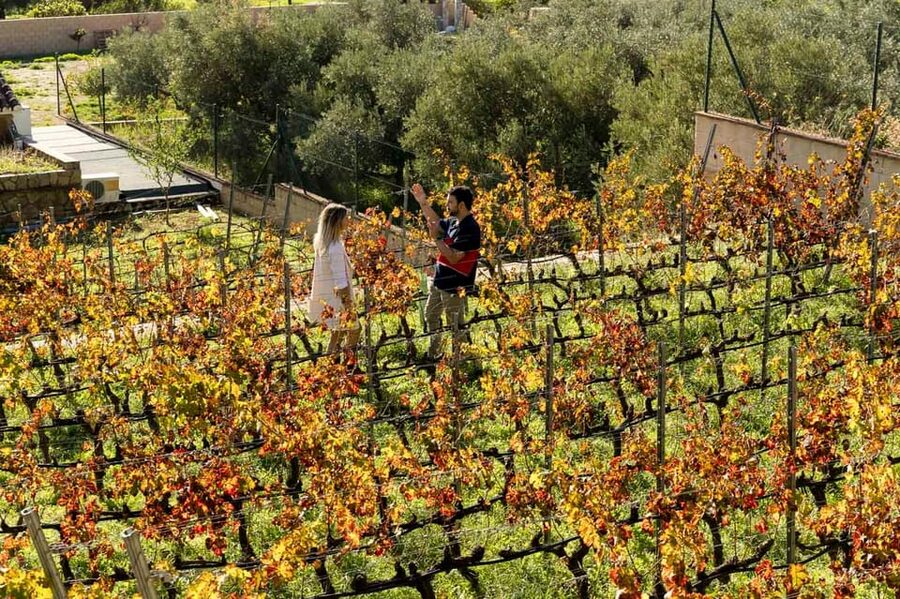 Malaga: Organic Vineyard Tour with 6 Wines, Tapas & Transfer - Practical details for your Malaga day